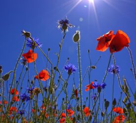 Trans No More, Part 2