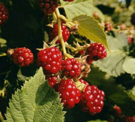 Raspberry Leaf Tea & Other Herbs for PMS Blues