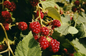 red raspberry leaf tea pms