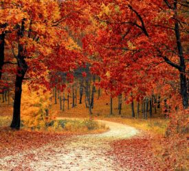 Autism Cured – Read These Three Testimonies!